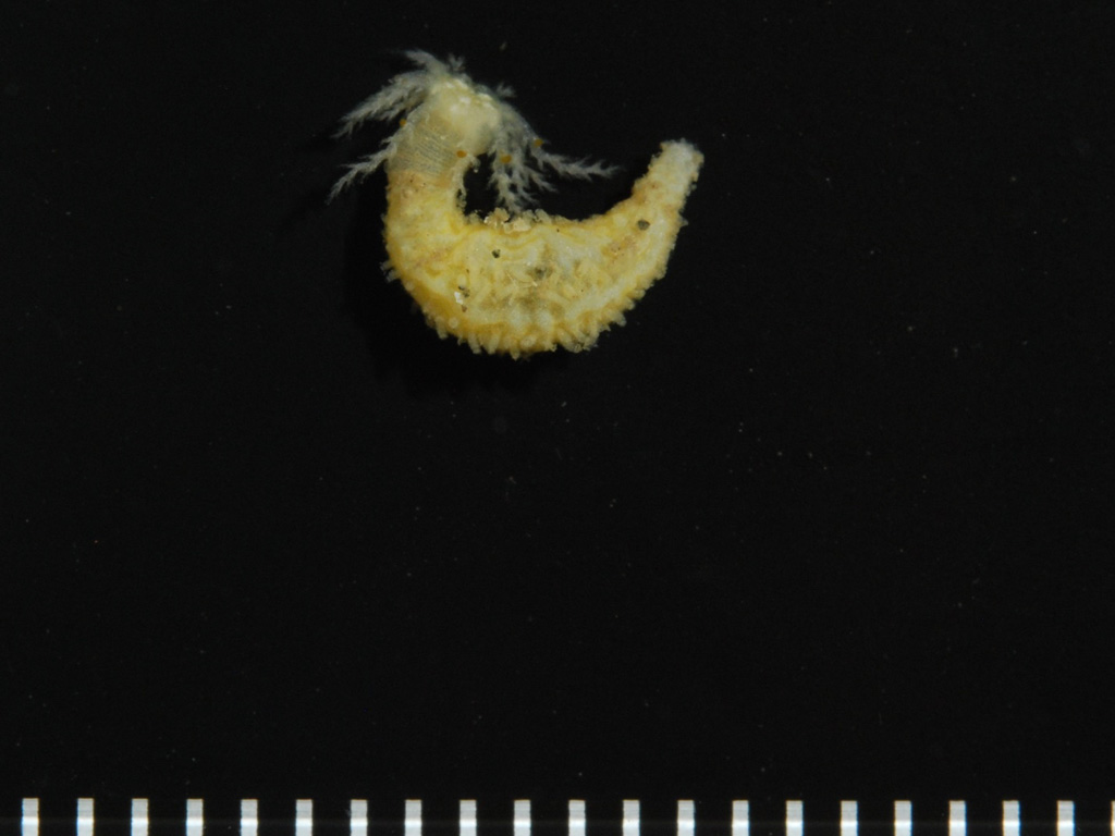 Euthyonidiella sp