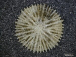 Fungiacyathus paliferus