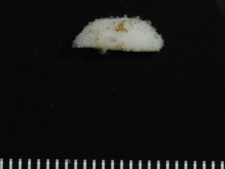 Havelockia_sp