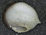 Heterocyathus alternatus