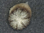 Heterocyathus alternatus