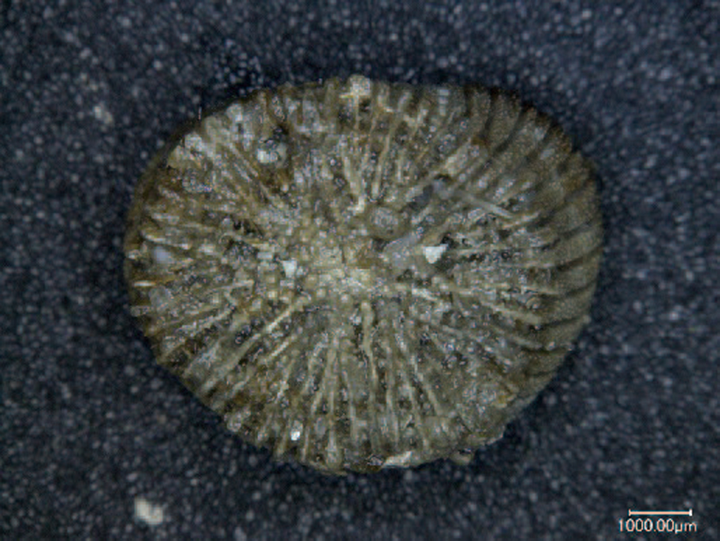 Heterocyathus sp