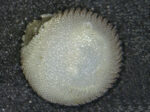 Heterocyathus sulcatus