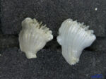 Premocyathus dentiformis