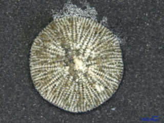 Stephanophyllia fungulus