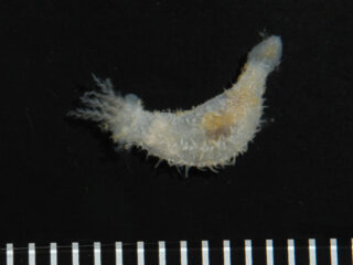 Sclerodactyla multipes