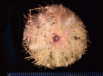 Hapalosoma gemmiferum