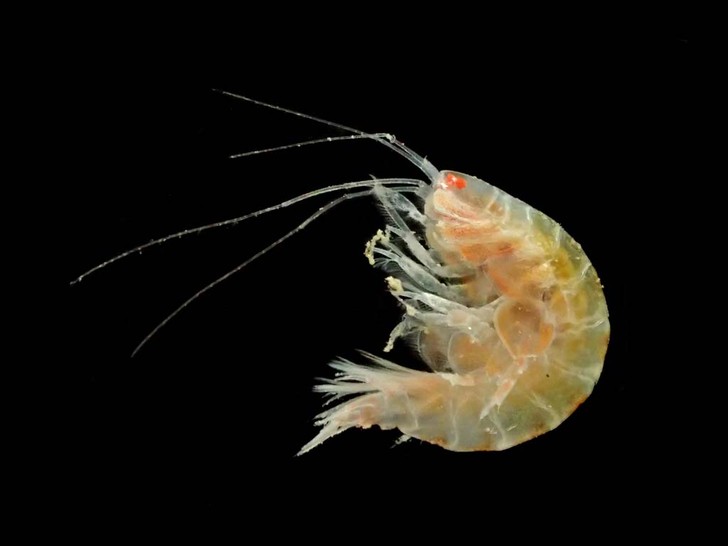 Ampelisca sp