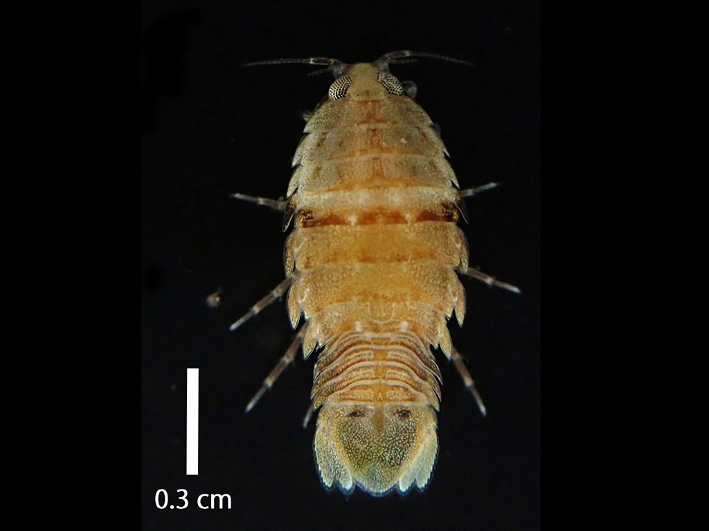 Rocinela maculata