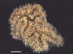 Botryllus sexiens