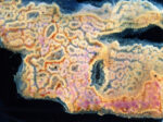 Botrylloides simodensis