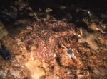 Botrylloides simodensis