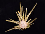 Goniocidaris sp