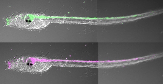 CNS_reconstruction_1