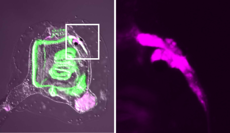 CNS_reconstruction_2